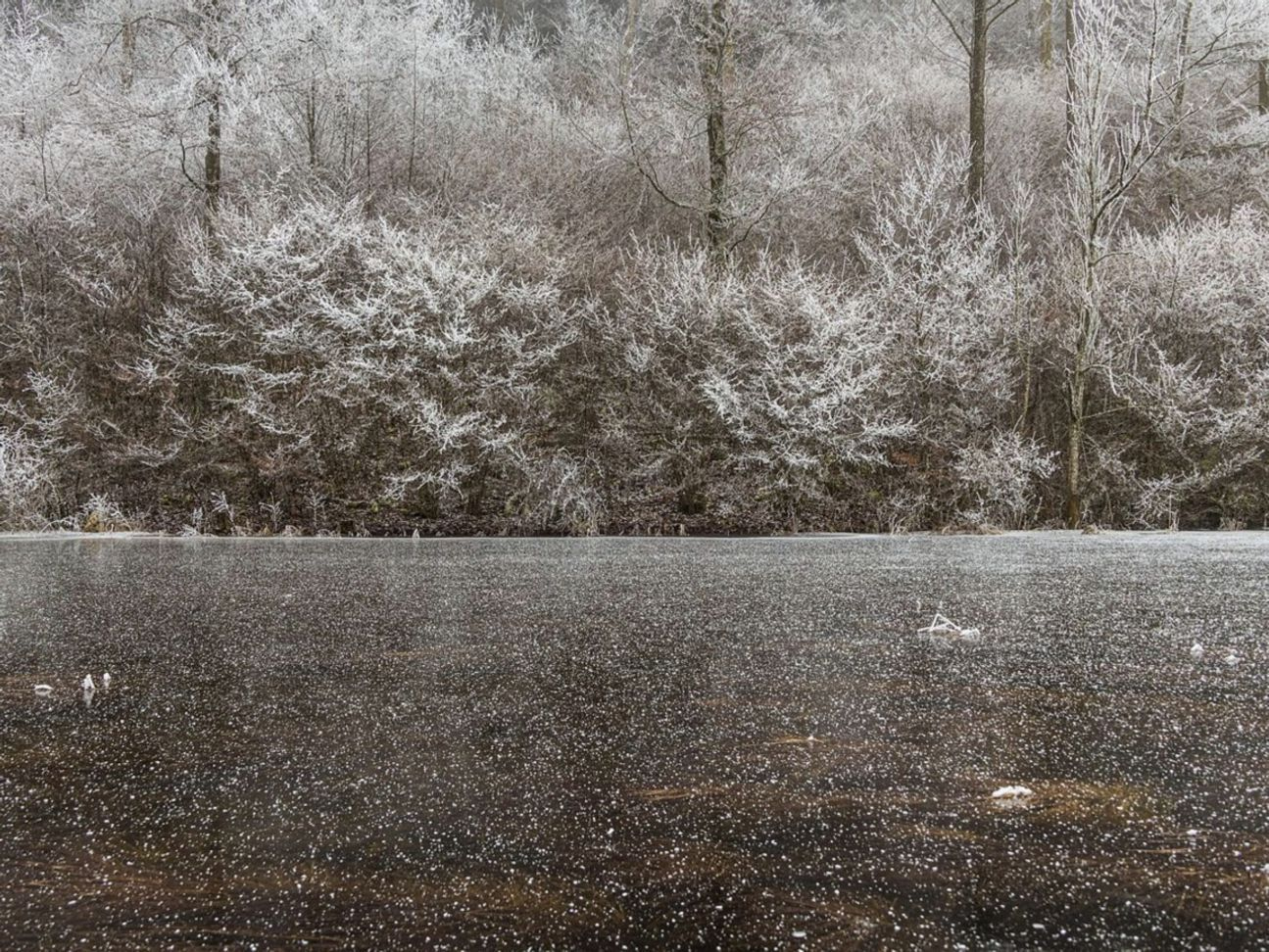 Floresta coberta de neve perto de lago nas montanhas